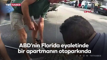 Apartman otoparkında 3 metrelik timsah yakalandı