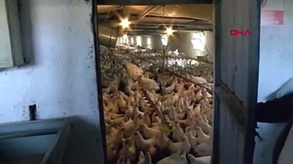 Coşkun Sabah tavuk çiftliği kurdu: "Eskiden, 'Hani Coşkun var ya sanatçı Coşkun' derlerdi; şimdi ise 'Yumurtacı Coşkun' diyecekler"