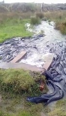 Yılan korkusu olan izlemesin