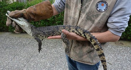 Apartman otoparkında timsah operasyonu