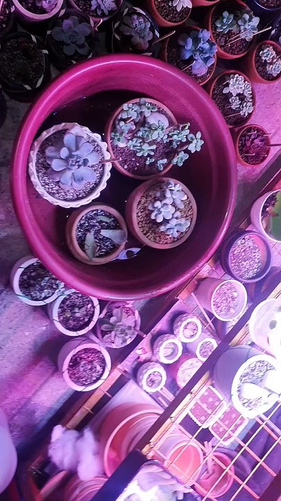 watering time