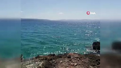 Koruma altındaki 'Akdeniz Foku' görüntülendi