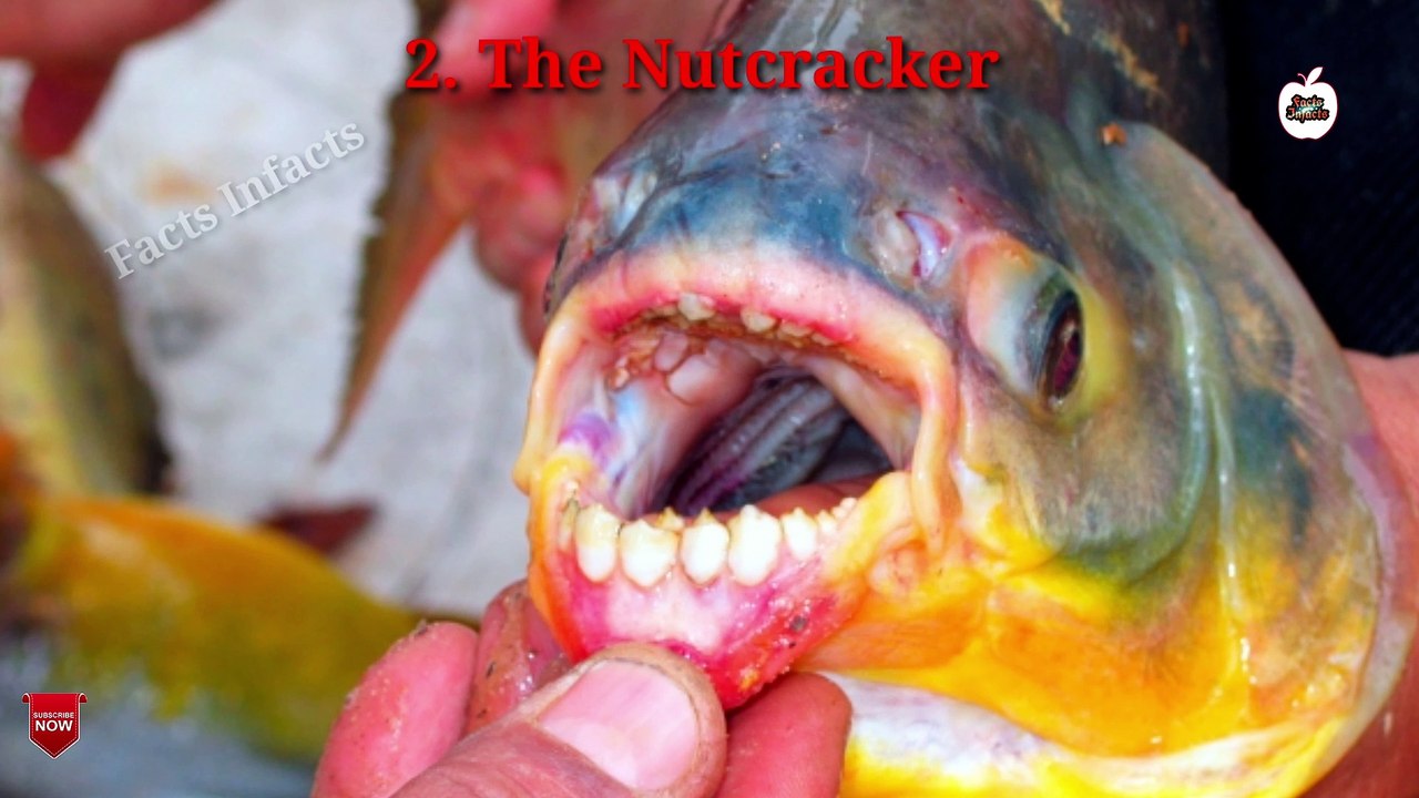 8_most_dangerous_fish_in_the_world_| दुनिया की 8 सबसे खतरनाक मछलियाँ | Facts Infacts .