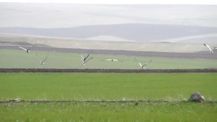 Nesli tükenmekte olan toy kuşu sürüsü görüntülendi