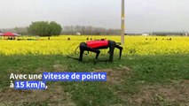L'AlphaDog, un robot-chien qui court plus vite que son ombre