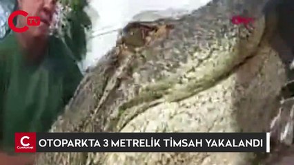 ABD’de bir apartmanın otoparkında 3 metrelik timsah yakalandı