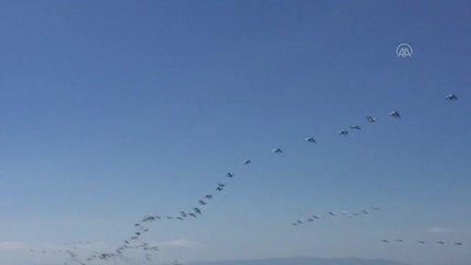 Göç eden pelikanlar ilgi çekti