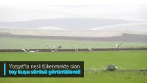 Yozgat'ta nesli tükenmekte olan toy kuşu sürüsü görüntülendi