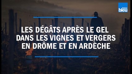 Les dégâts seront "terribles" après le gel dans les vergers et les vignes en Drôme et en Ardèche