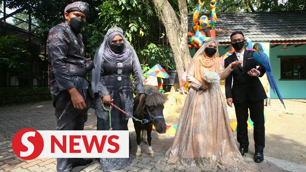 Zoo Negara workers celebrated as newlyweds at their workplace