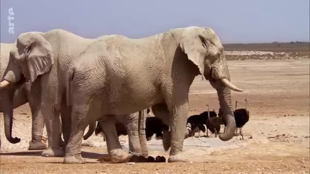 Etosha, le pays de l'eau sèche