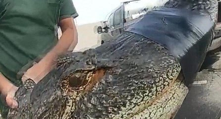 Apartman otoparkında timsah operasyonu