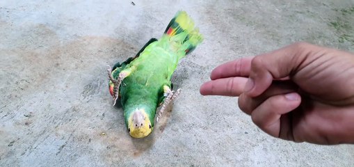 Bird Shows off Brilliant Acting Skills