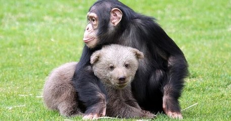 Dans un zoo turc, un chimpanzé s'est lié d'amitié avec un ourson