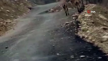 Aç kalan yaban keçileri köye indi