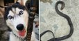 Malaisie : un husky décède après avoir protégé ses maîtres d'une attaque de serpent