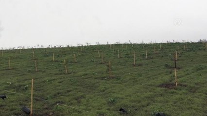 Saros Körfezi'nde 100 bin zeytin fidanı toprakla buluşturuldu