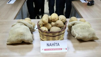 Niğde'de geliştirilen yerli patates tohumu Avrupa yolunda