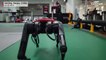 "AlphaDog", le robot-chien chinois le plus rapide du monde