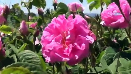 Gül bahçeleriyle nüfusunun 10 katı turist çekti