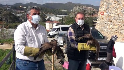 Alanya'da tedavisi tamamlanan 3 şahin doğaya salındı