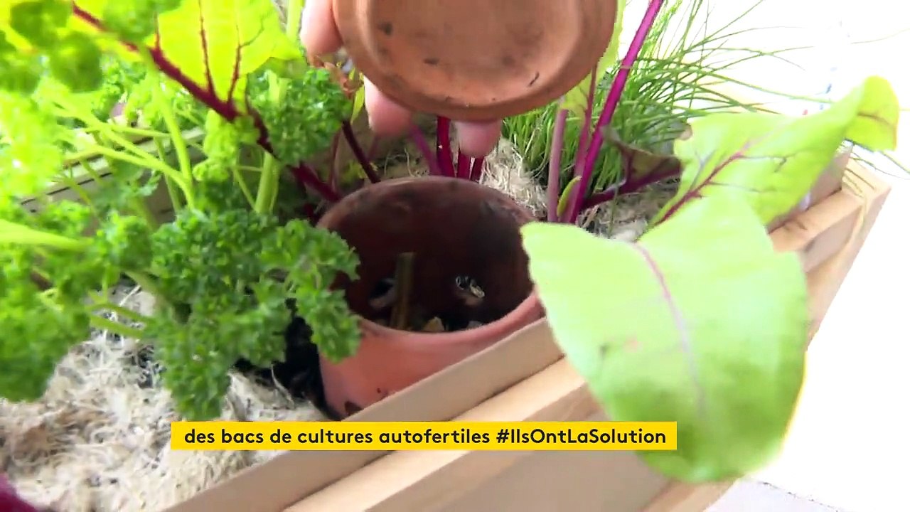 Un bac potager autofertile pour faire pousser des légumes chez soi (même en appartement)
