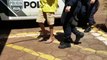 Homem é detido pela Guarda Municipal por descumprimento de medida protetiva