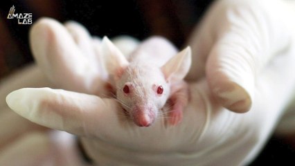 Scientists Induce Hallucinations in Mice to Study the Nature of Psychotic Disorders
