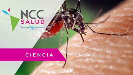 EE.UU. busca crear repelente contra mosquitos basado en un gen humano