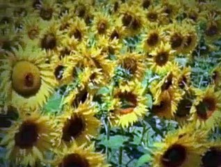 Baby Einstein S01E21 - Baby Van Gogh World of Colors (2)