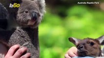 This Koala and Baby Kangaroo Become Best Friends!