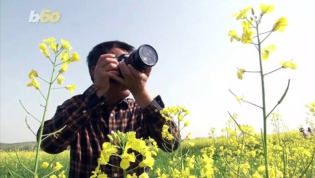 Birds of a Feather! Spectacular Footage Captures Rare Crested Ibis Soaring Over Flower Fields in China!