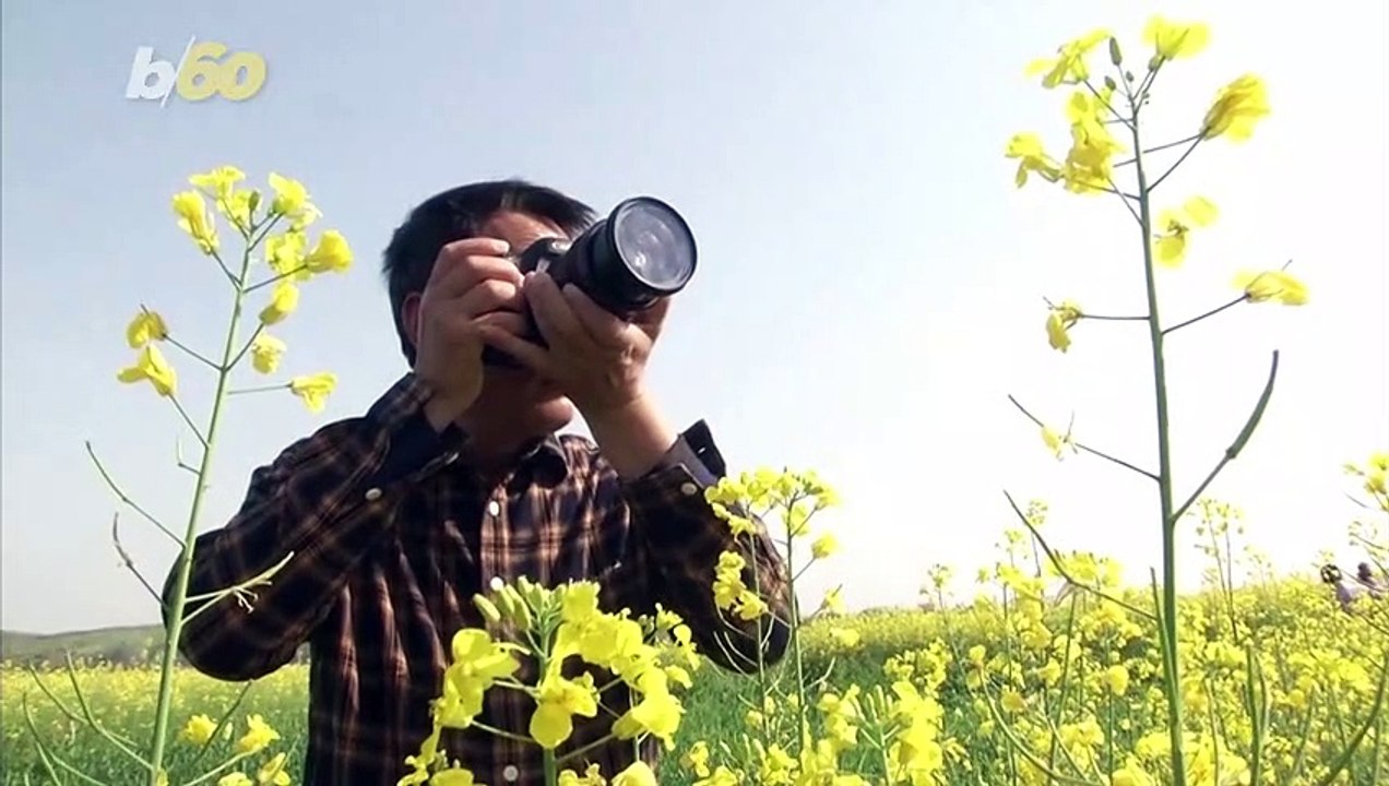 Birds of a Feather! Spectacular Footage Captures Rare Crested Ibis Soaring Over Flower Fields in China!