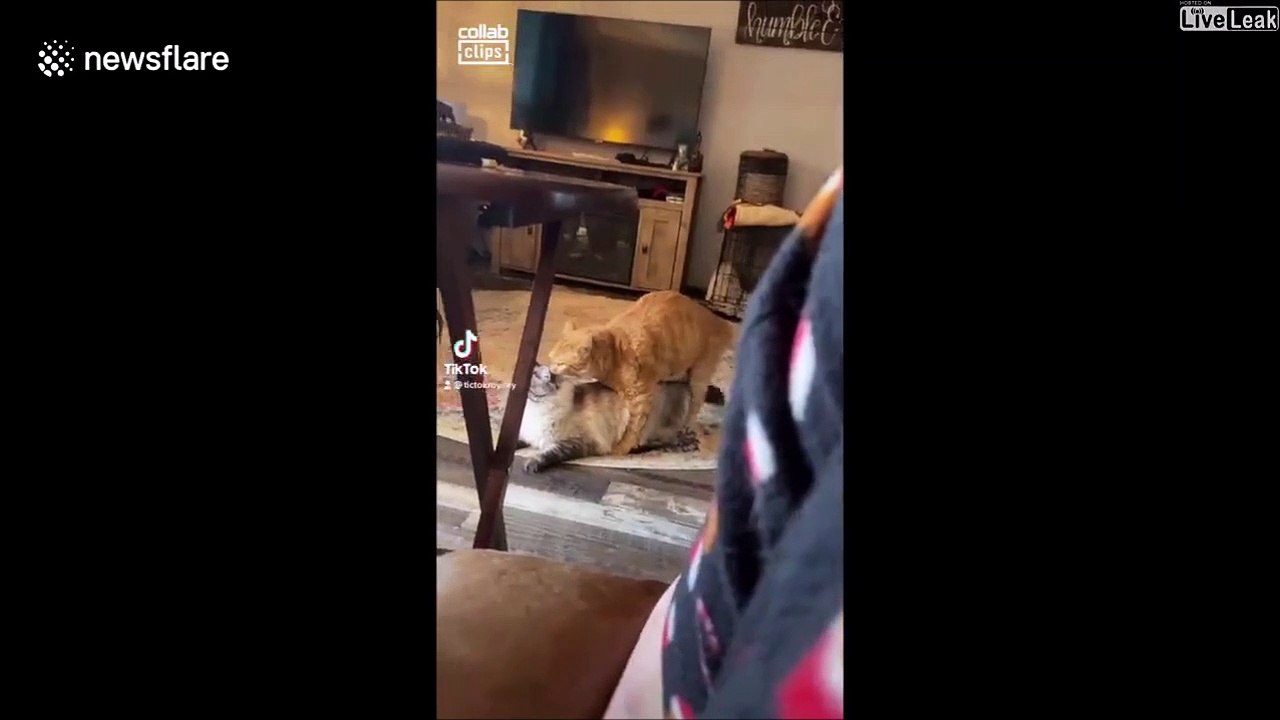 Ce Chihuahua est un militant pour le respect des femmes...