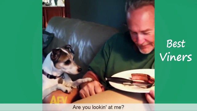 Try Not To Laugh Or Grin While Watching Funny Cat & Dog Vines - Best Viners 2019