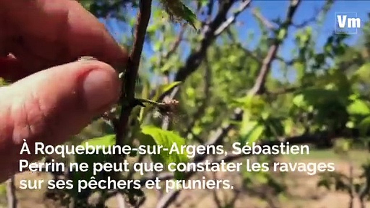 À Roquebrunes-sur-Argens, ses récoltes de pêches et prunes détruites par le gel