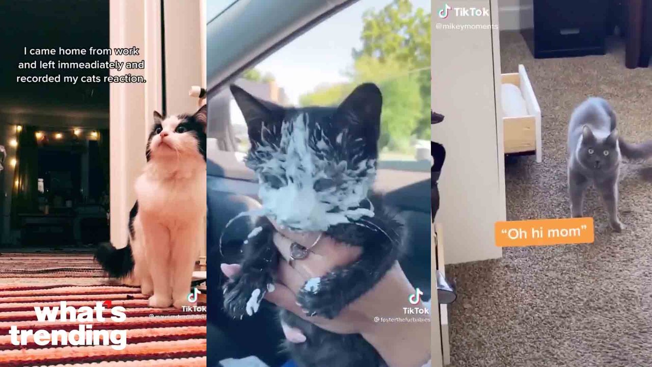 The Best Cat Videos You Need to Be Following on TikTok