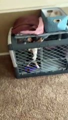 Daring Doggo Escapes Kennel