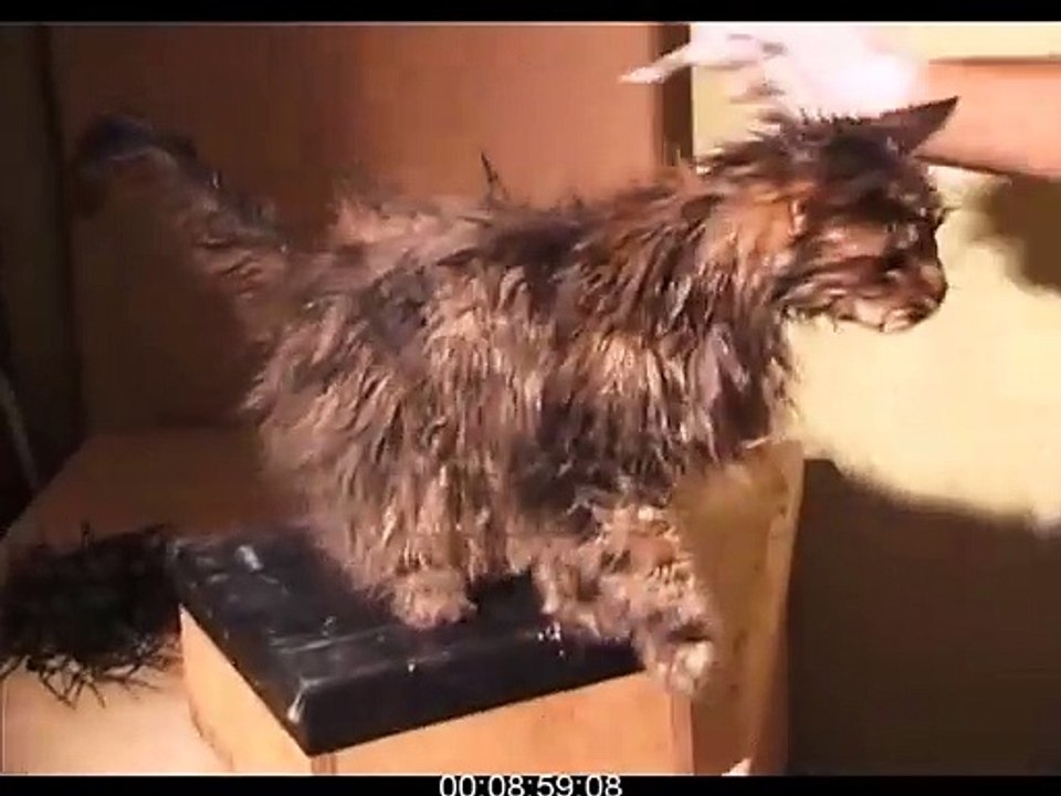 Behind the scenes HP 1 : Mrs Norris !