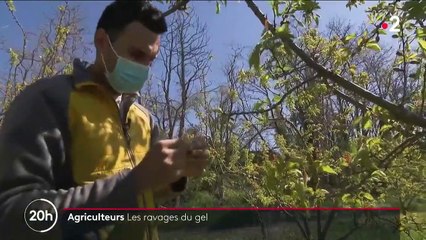 Drôme : des abricotiers et des vignes détruits par le gel