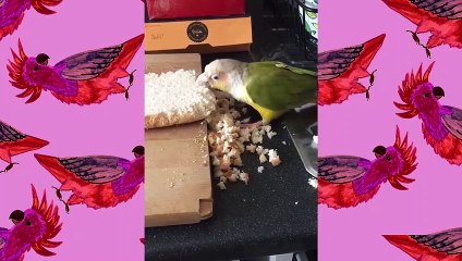 Angry Birds Funny Parrots Compilation #1