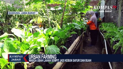 Warga Kota Bandung Ubah Lahan Sempit Jadi Buruan SAE