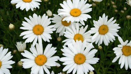 Everything You Need to Know About Growing Daisies