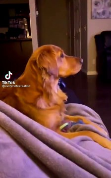 Un chien voit Dark Vador pour la première fois