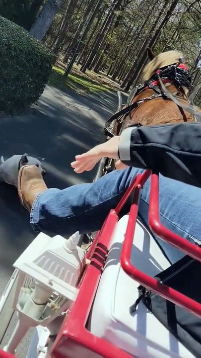 Un pitbull attaque un cheval dans un parc