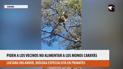 Piden a los vecinos no alimentar a los monos carayás