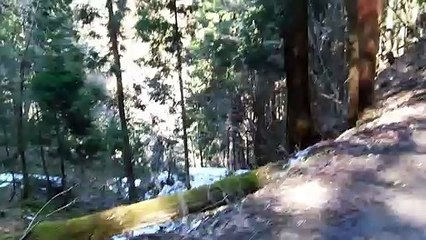 The Snow Monkeys of Nagano Japan