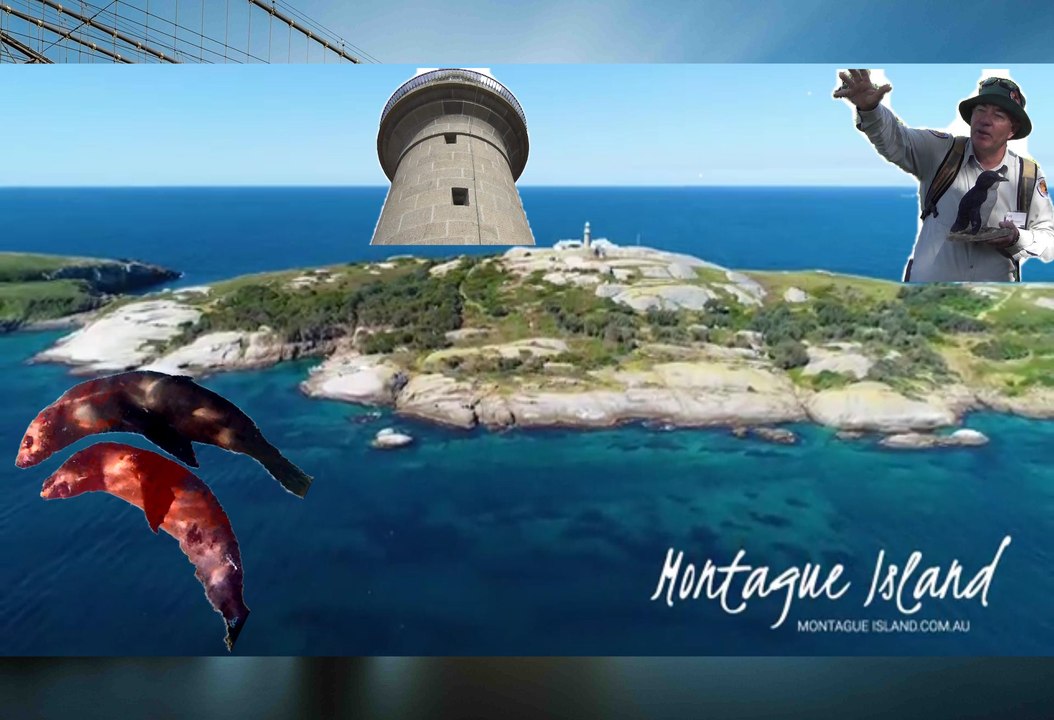 Montague Island Tour 1-2, Four Winds Festival 2021 Part  3, Off Narooma, Sapphire South Coast, Eurobodalla, 4 Apr 21