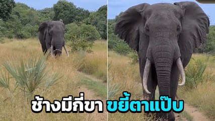 พี่เบิ้มแห่งพงไพรทำโซเชียลงง เอ๊ะ ตกลงช้างมีกี่ขากันแน่เนี่ย !?