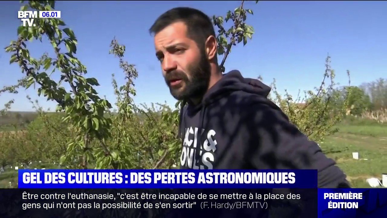 "On est sur 100% de pertes": les larmes d'un arboriculteur après le gel de ses cultures